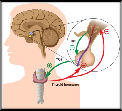 3-Image-TRH and TSH-Definition-Patient-Hypothyroidism
